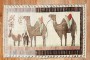 Vintage Turkish Camel Donkey Rug No. j2755